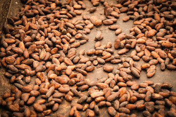 Drying cocoa seeds, Ecological, natural method of obtaining cocoa