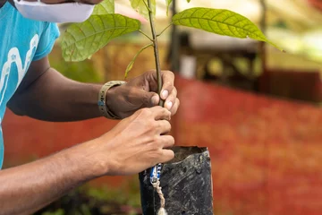 Abwaschbare Fototapete grafting a disease-resistant cocoa plant to a noble variety of grafting on an organic cocoa plantation © Rochu_2008
