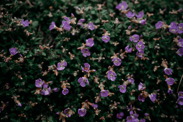Fototapeta premium purple flowers on a background of green grass. desktop wallpaper