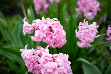 thick pink hyacinth flowers in the park. fragrant spring flowers. symbols of spring