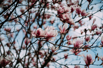 bright pink magnolia flowers on a background of blue sky. desktop wallpaper. background for tablet. trendy pink barbie color