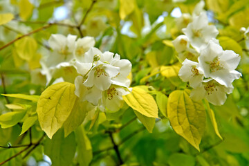 Flowering nonsense, a variety of Aureus (Philadelphus L.). Flowers and leaves