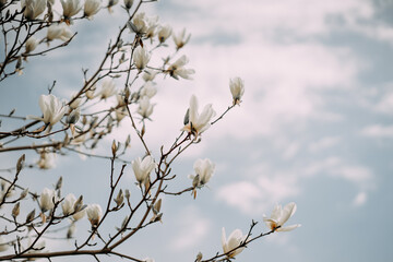 bright magnolia flowers on a background of blue sky. desktop wallpaper. background for tablet
