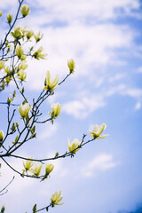 bright long magnolia flowers on a background of blue sky. yellow-blue symbolism. Ukrainian colors