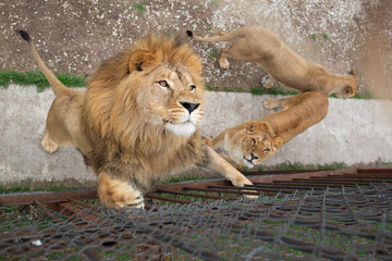 young beautiful lion catches meat in safari park