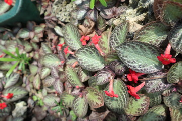 red flowers and green leaves background of gardening design