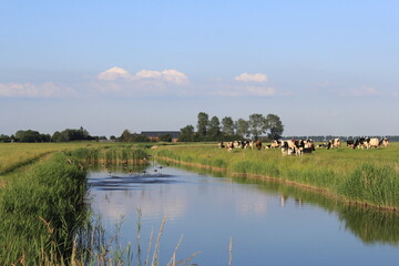 a fresh dutch landscape in springtime with a big herd of cows grazing in a green meadow next to a broad blue natural ditch