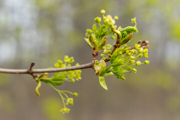 Blossoming maple tree branch. Beautiful spring time floral background. Shallow depth of field.