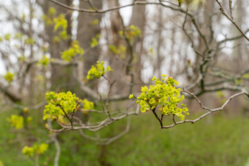 Blossoming maple tree branch. Beautiful spring time floral background. Shallow depth of field.