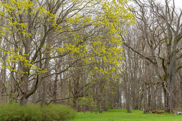 Fototapeta premium Blossoming maple tree. Beautiful spring time floral background. 