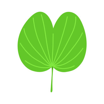 Bauhinia green fresh leaf. Flat vector illustration isolated on white.