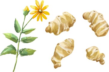 菊芋　芋と花のセット　水彩風イラスト