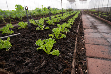 Hydroponic vegetable in cultivation farm