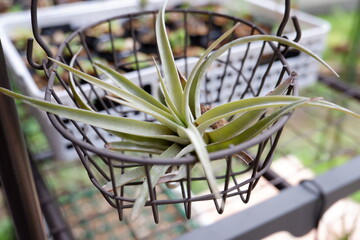 エアープランツ