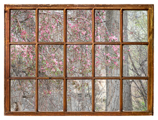 springtime tapestry of dry branches, green fresh leaves and crab apple tree blooming as seen from a vintage sash window