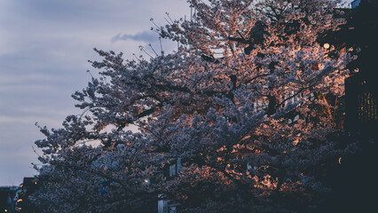 京都　桜　さくら　着物