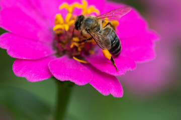 bee on flower
