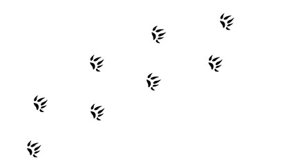 impronte, fauna, orme, animali