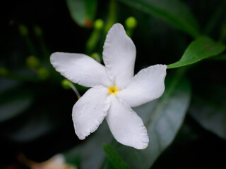 Fototapeta na wymiar Star jasmine on green leafs background. Arabian jasmine or Sambac jasmine is a species of jasmine native to tropical Asia, from the Indian subcontinent to Southeast Asia.