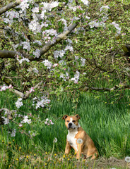 American Staffordshire Terrier pictured in spring orchard ,
