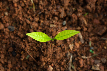 sprout, seedling, sapling, young plant growing on dirt with sunshine in nature. eco earthday concept.