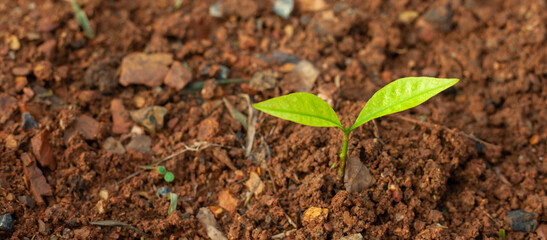 sprout, seedling, sapling, young plant growing on dirt with sunshine in nature. eco earthday concept.
