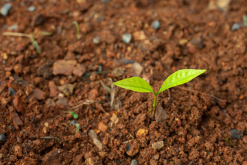sprout, seedling, sapling, young plant growing on dirt with sunshine in nature. eco earthday concept.