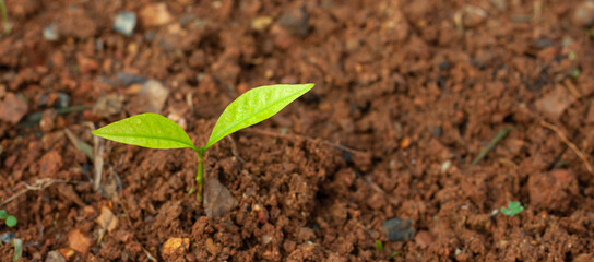 sprout, seedling, sapling, young plant growing on dirt with sunshine in nature. eco earthday concept.