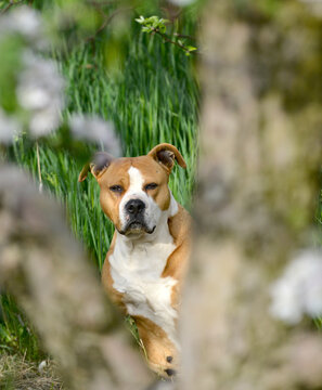 American Staffordshire Terrier pictured in spring orchard ,