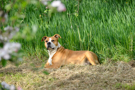 American Staffordshire Terrier pictured in spring orchard ,