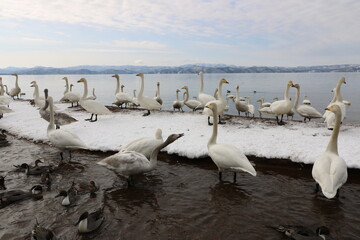 Fototapeta premium 2022年3月の福島県猪苗代湖の志田浜の白鳥