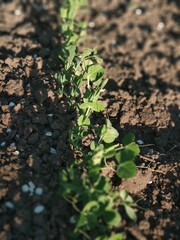 pea sprouts