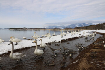 2022年3月の福島県猪苗代湖の志田浜の白鳥