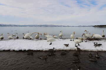 2022年3月の福島県猪苗代湖の志田浜の白鳥