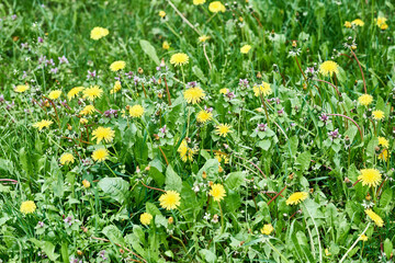 Yellow dandelions (taraxacum officinale) in the field