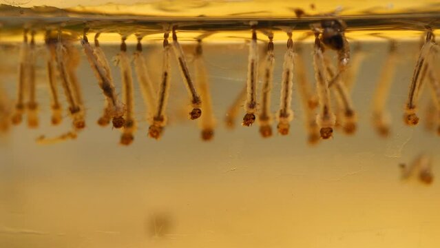 Close up larvae in water .Mosquitoes is vector born disease Dengue fever, Dengue hemorrhagic fever.