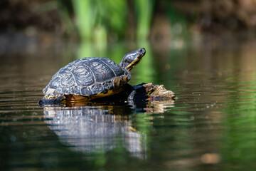 Closeup of a Yellow-bellied slider turtle coming out of the water