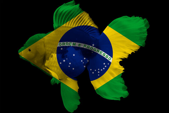 Flag Of Brazil On Goldfish Isolated On Black Background