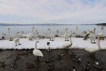 2022年3月の福島県猪苗代湖の志田浜の白鳥