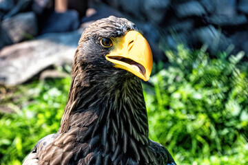 A big eagle with yellow beak on the background of green grass.