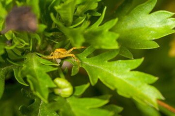Closeup of a Thomisidae spider also known as crab spider on a green leaf of a plant