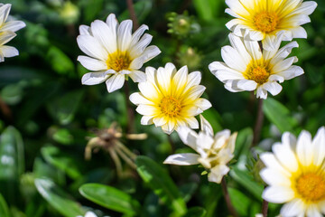 満開の白いマーガレット