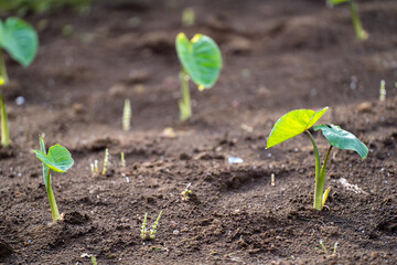 ５月、畑の枝豆