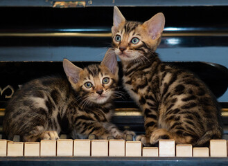 two little bengal kittens sit on an old vintage piano