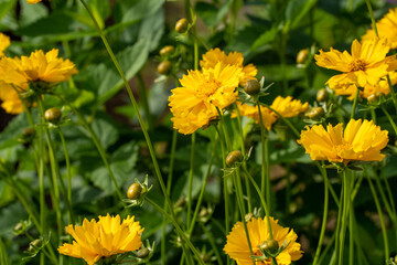 満開のタンポポ