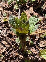上高地 ハシリドコロ 長野県