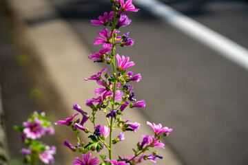道路沿いの小さな花