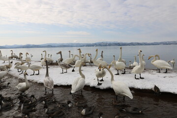 2022年3月の福島県猪苗代湖の志田浜の白鳥
