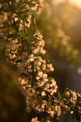 autumn leaves in the sun