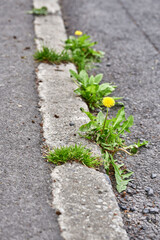 Yellow dandelions (taraxacum officinale) growing through asphalt